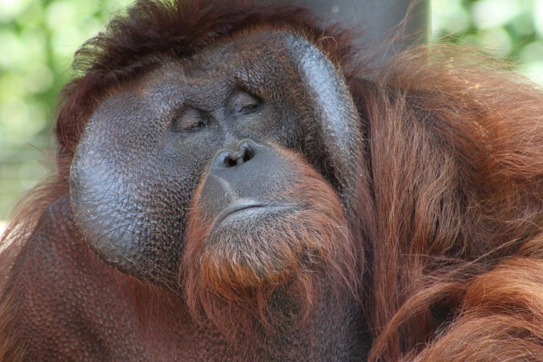 Oči orangutana